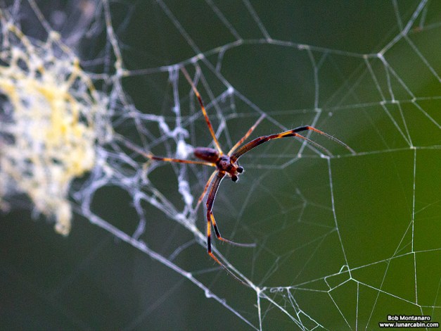Spider Developments – Range Tracking