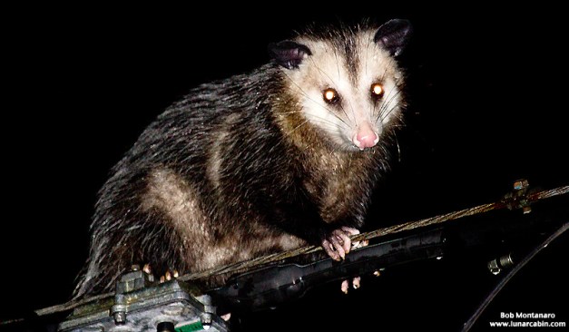 powerline_opossum
