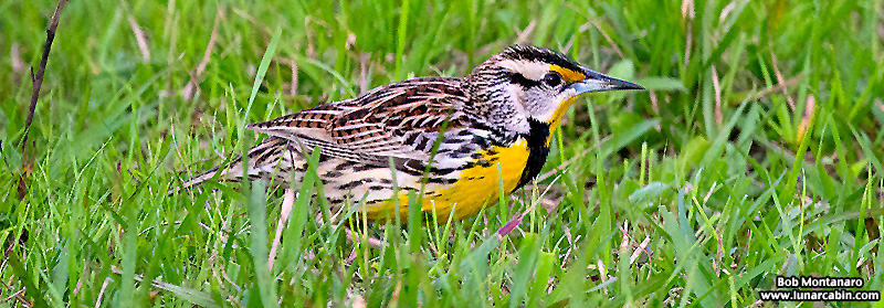 ranch_walk_140212_10