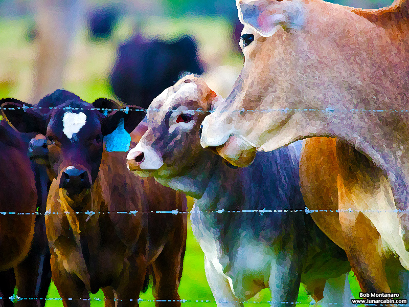 ranch_walk_140212_11