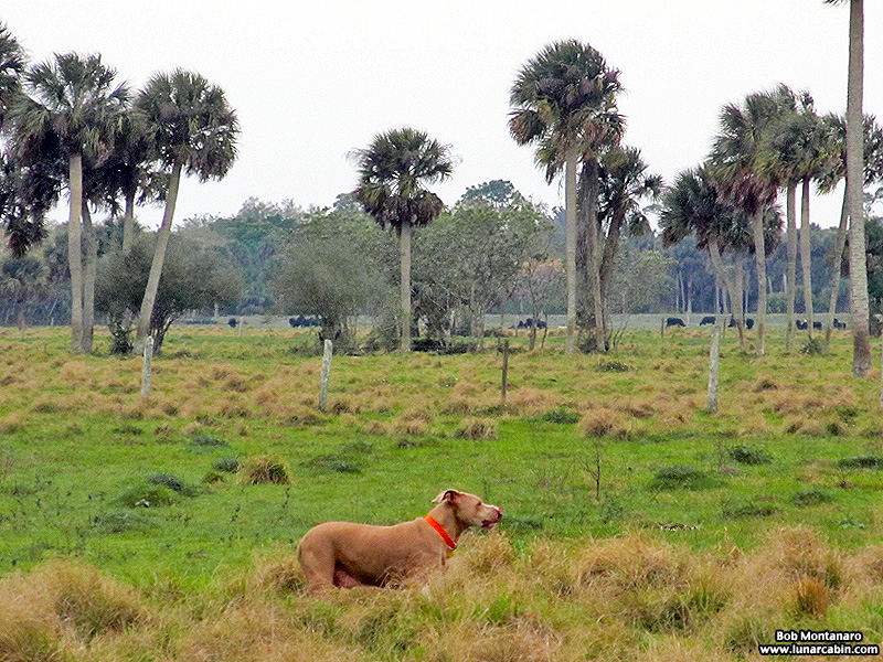 ranch_walk_140226_10