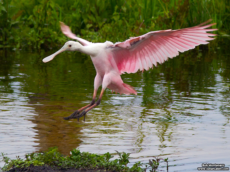 Orlando_Wetlands_140323_1