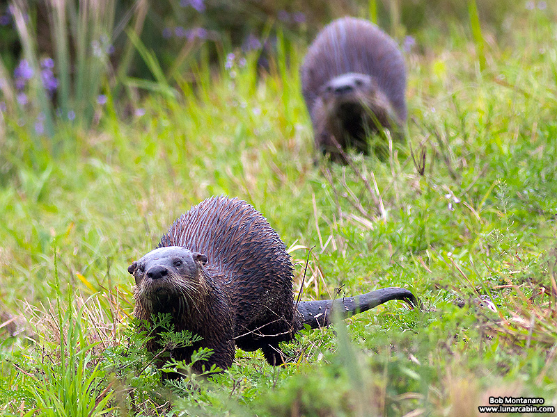 Orlando_Wetlands_140323_10