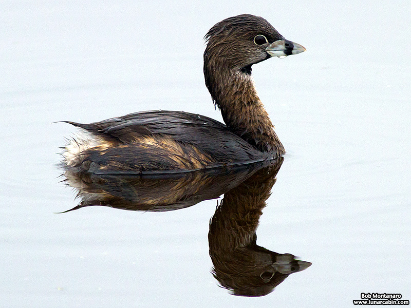 Orlando_Wetlands_140323_11