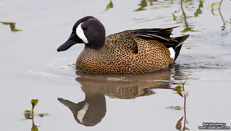 Orlando_Wetlands_140323_12