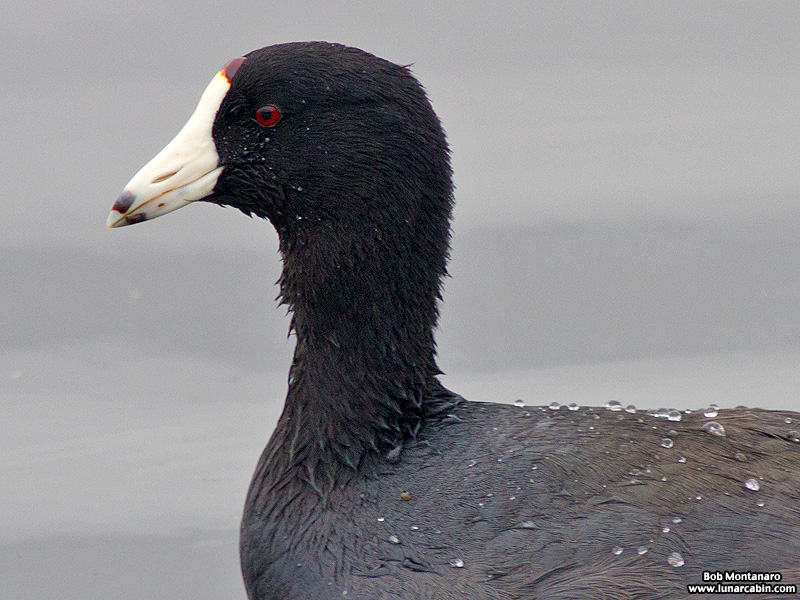 Orlando_Wetlands_140323_19