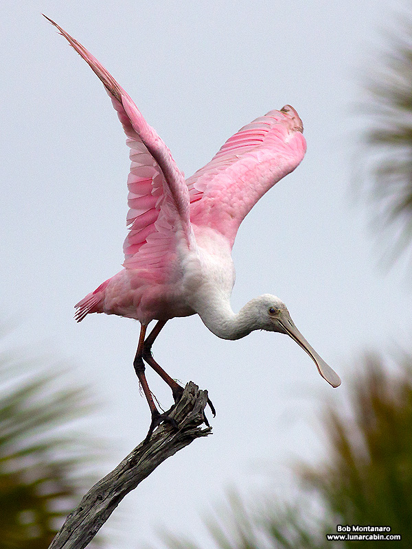 Orlando_Wetlands_140323_2