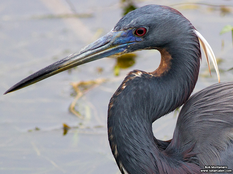 Orlando_Wetlands_140323_20