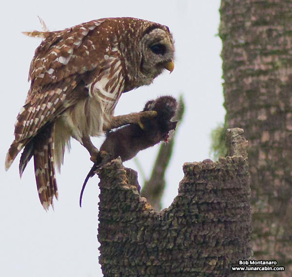 Orlando_Wetlands_140323_3