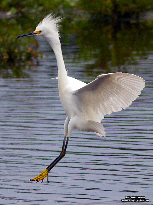 Orlando_Wetlands_140323_4