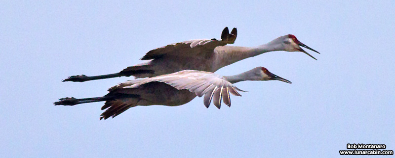 Orlando_Wetlands_140323_6