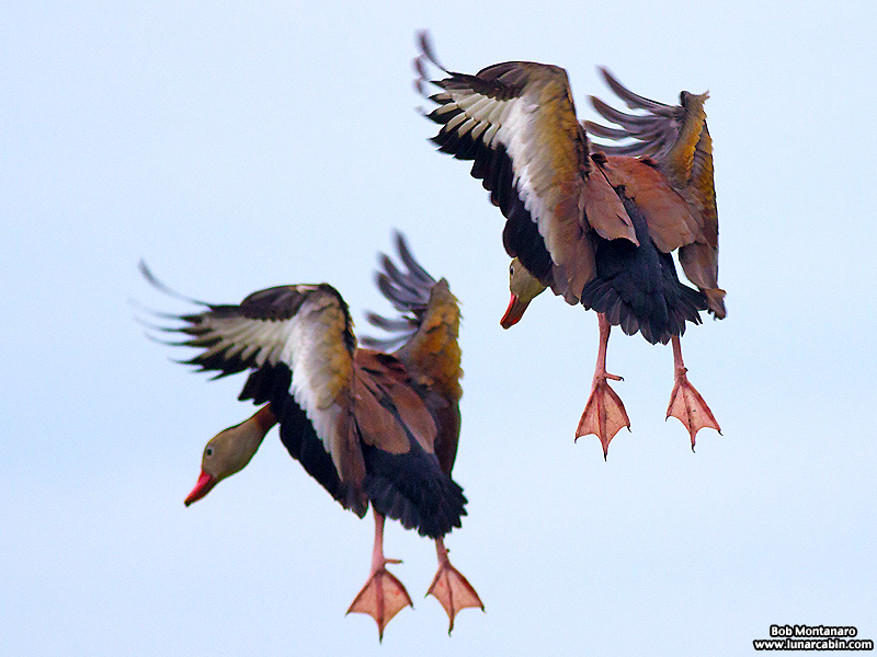 Orlando_Wetlands_140323_7