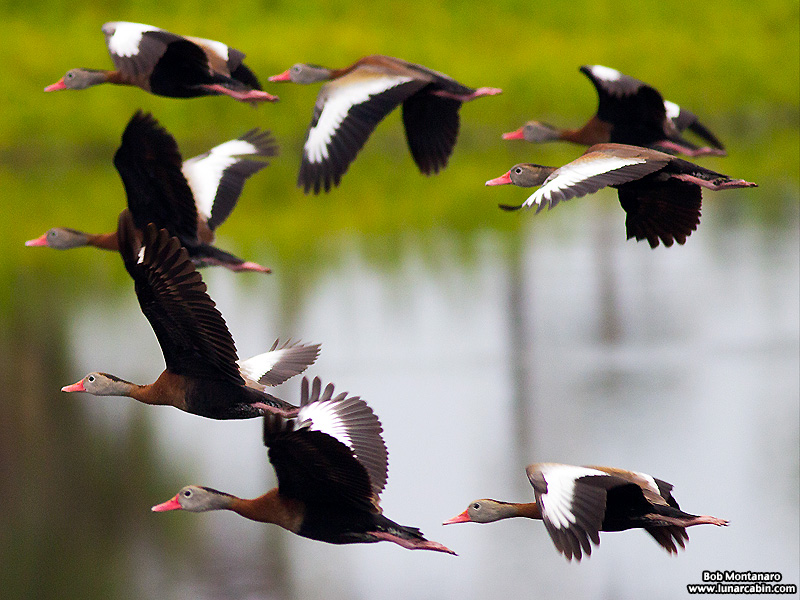 Orlando_Wetlands_140323_8