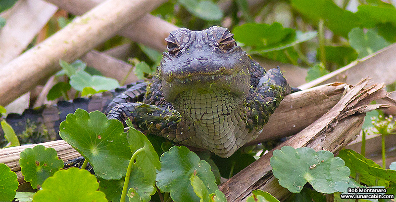 Orlando_Wetlands_140323_9