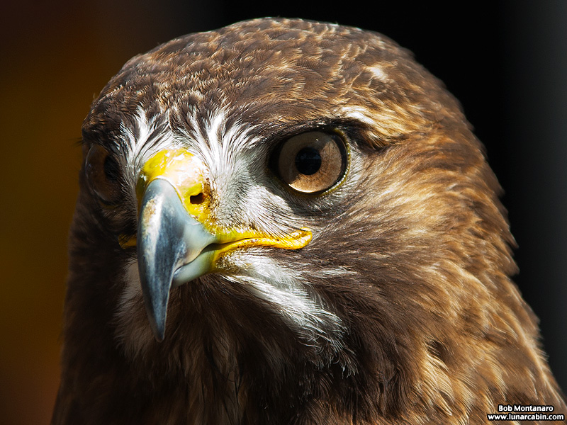 wildlife_festival_140315_1