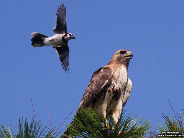 irclub_140616_hawk_2