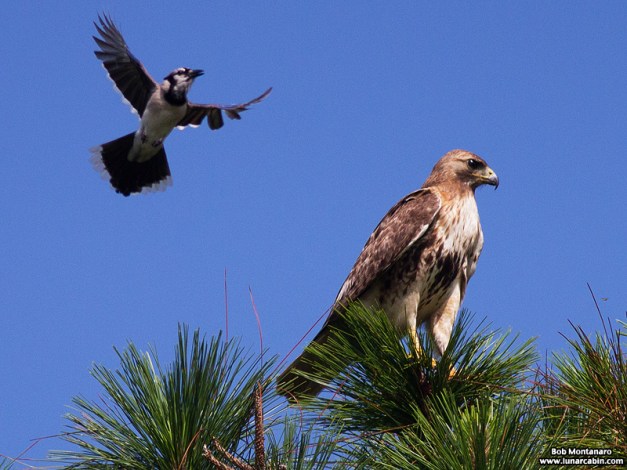 irclub_140616_hawk_4