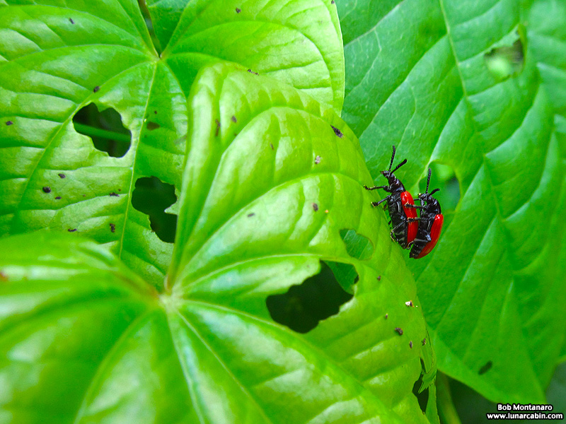 orca_beetle_140716_1