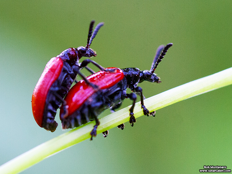 orca_beetle_140716_3