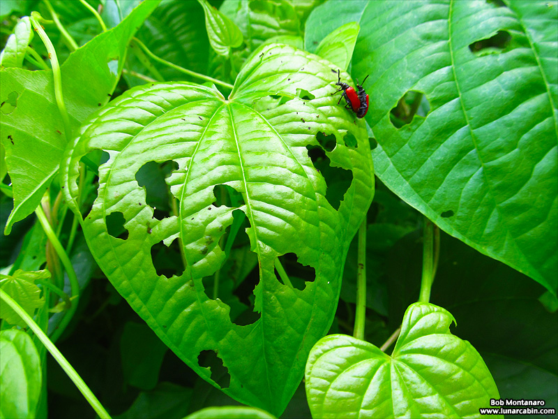 orca_beetle_140716_4