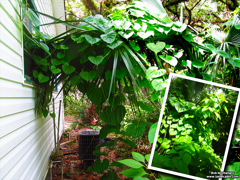 orca_beetle_140716_5