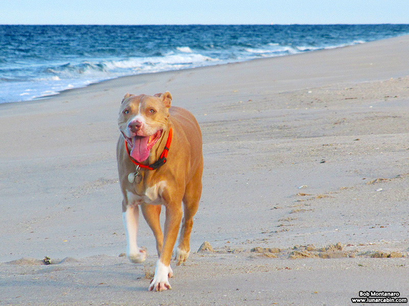 dog_days_of_summer_1