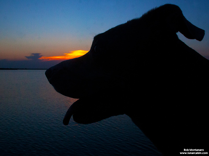 dog_days_of_summer_10