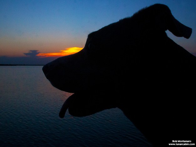 dog_days_of_summer_10