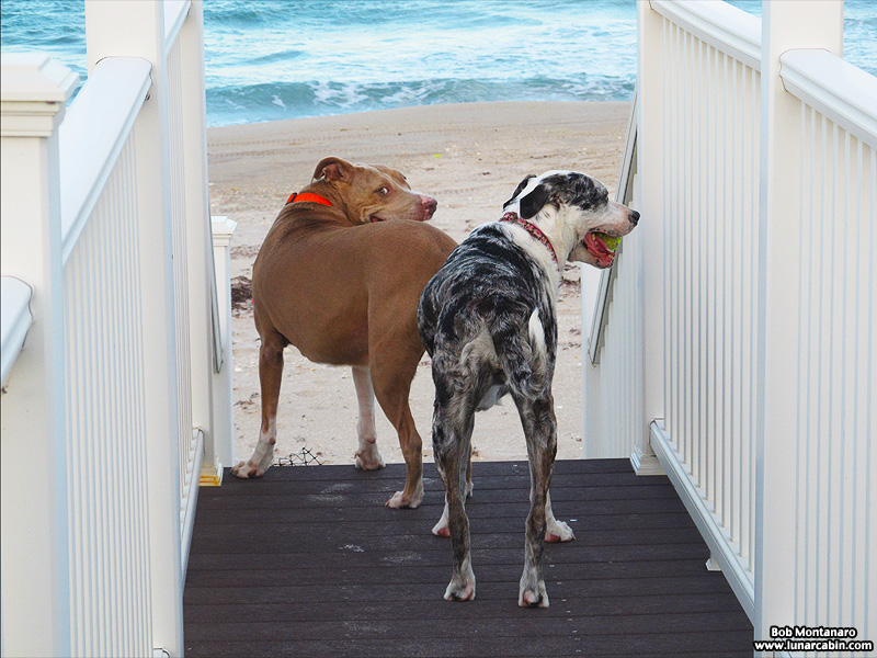 dog_days_of_summer_2