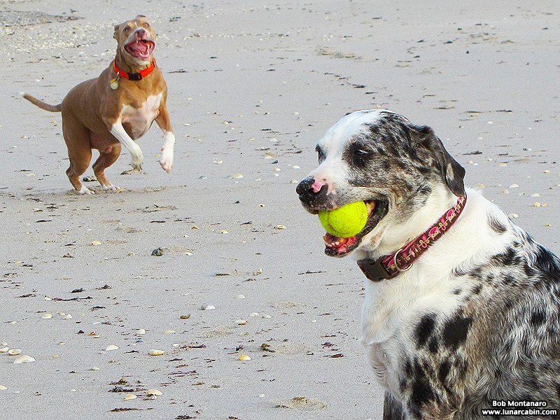 dog_days_of_summer_3