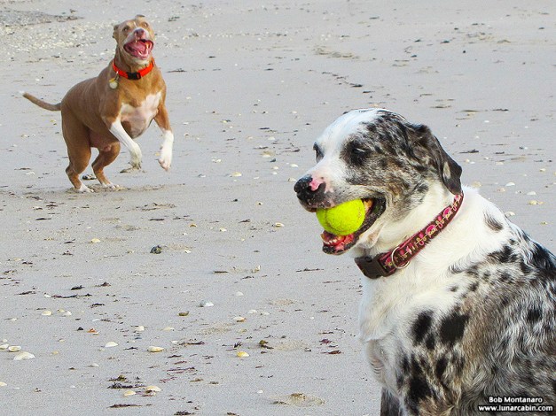 dog_days_of_summer_3