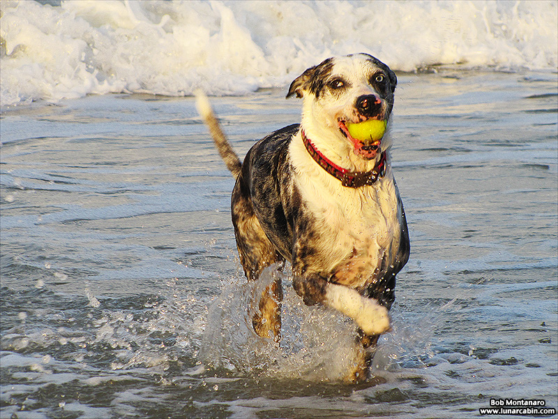 dog_days_of_summer_4