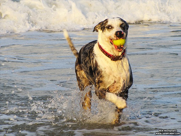 dog_days_of_summer_4