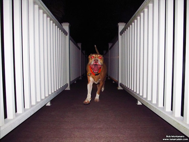 dog_days_of_summer_5