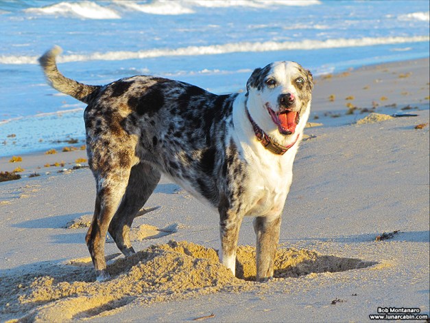 dog_days_of_summer_6