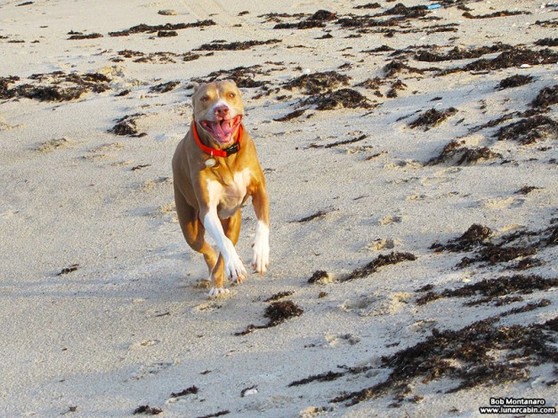 dog_days_of_summer_7