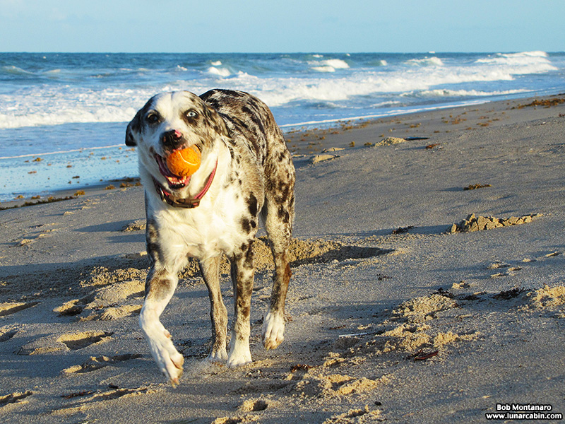 dog_days_of_summer_8