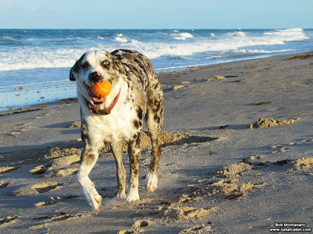 dog_days_of_summer_8