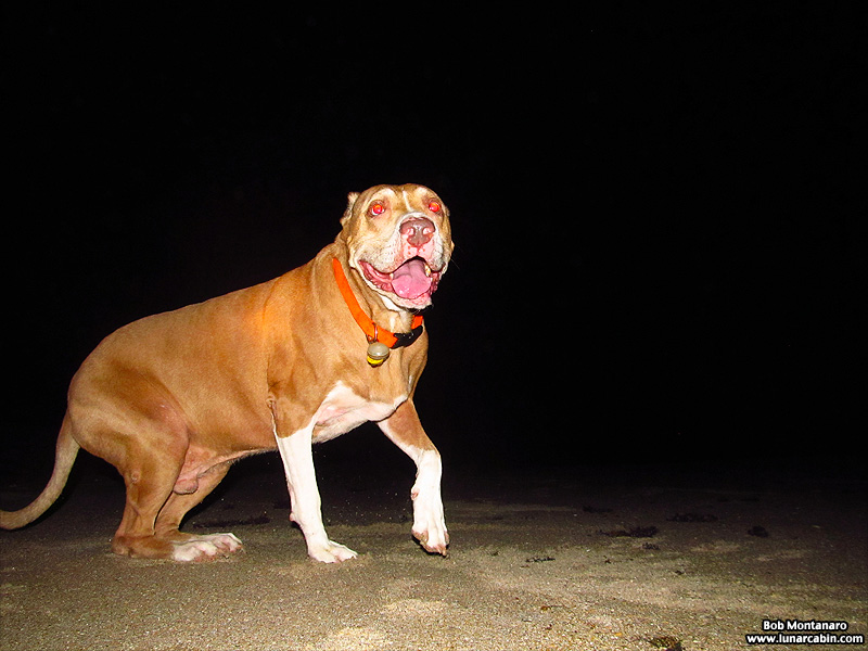 dog_days_of_summer_9