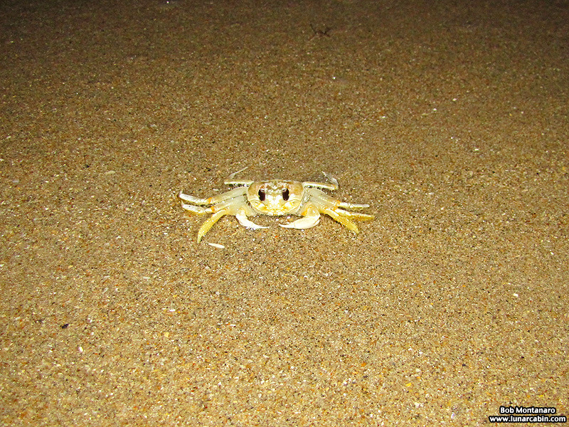ghost_crab_140912_5