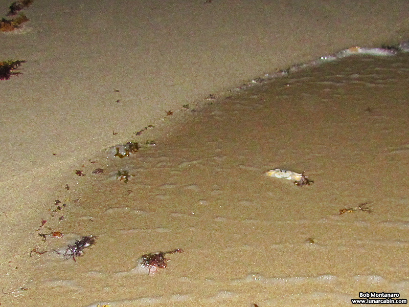 ghost_crab_140912_6