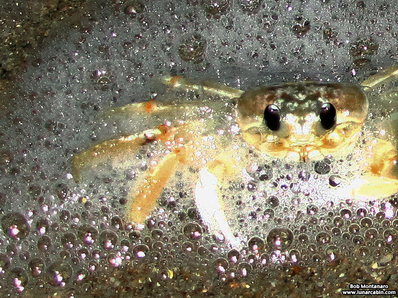ghost_crab_140912_7