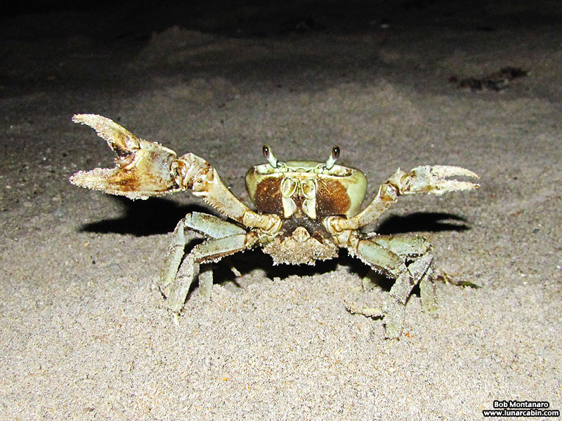 moon_crab_140909_1