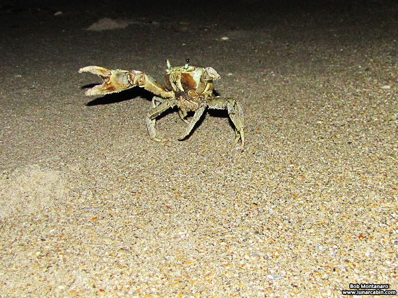 moon_crab_140909_2