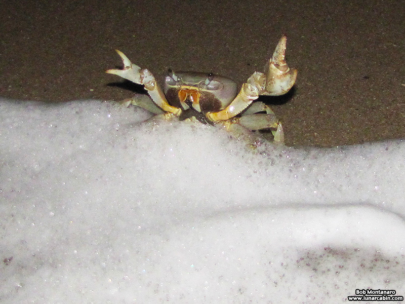moon_crab_140909_6