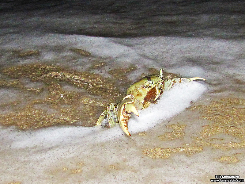moon_crab_140909_7