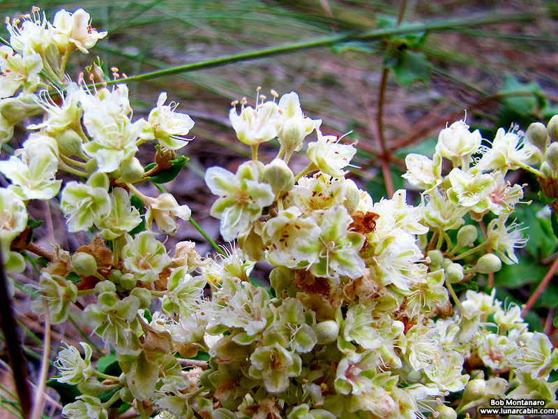 wildflower_symposium_140919_8