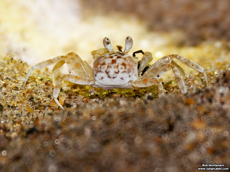 babyghostcrabs_1410_1