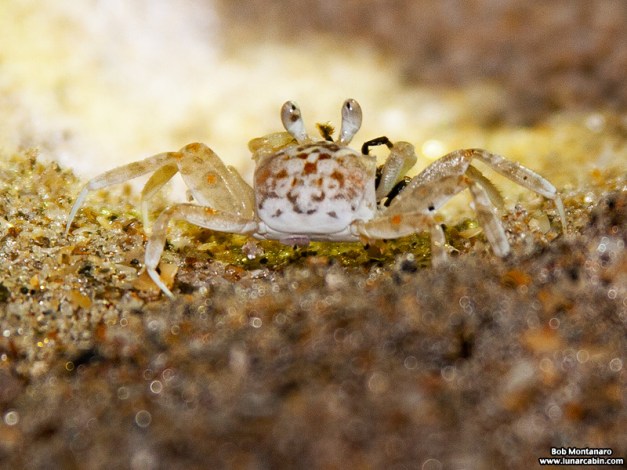 babyghostcrabs_1410_1