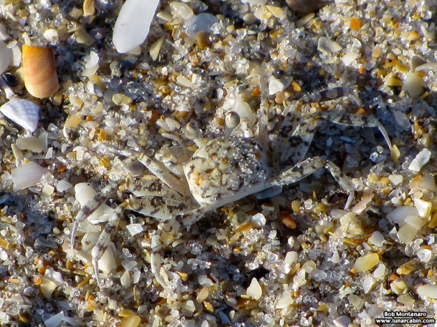 babyghostcrabs_1410_2